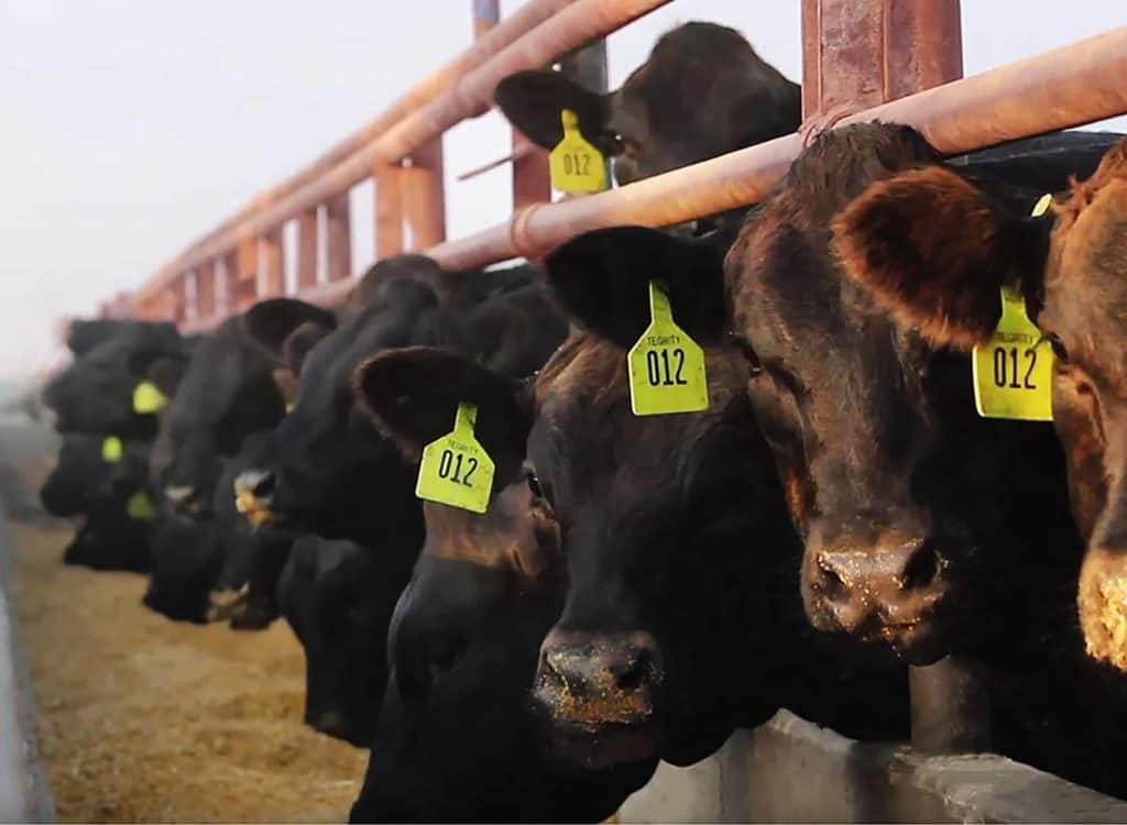 Background Photo of Cattle Eating