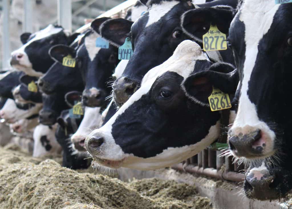 Photo of Holstein Cattle Feeding