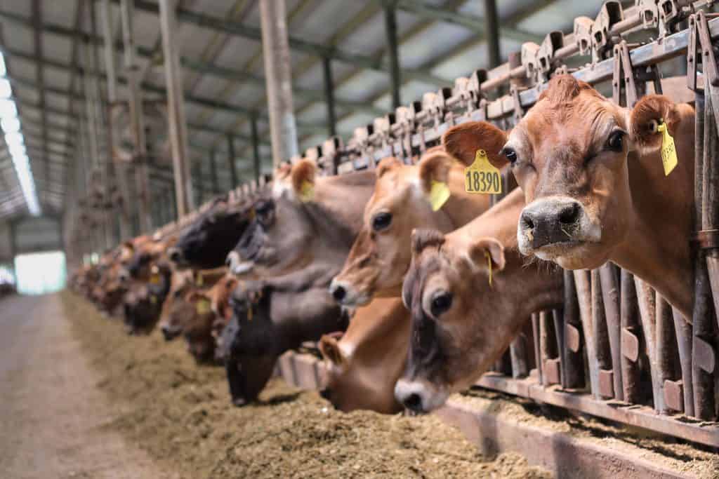 Photo of Cattle in Farm