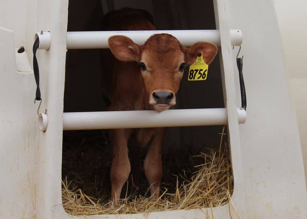 Photo of cattle in fence
