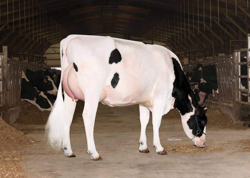 Photo of Cow inside a farm