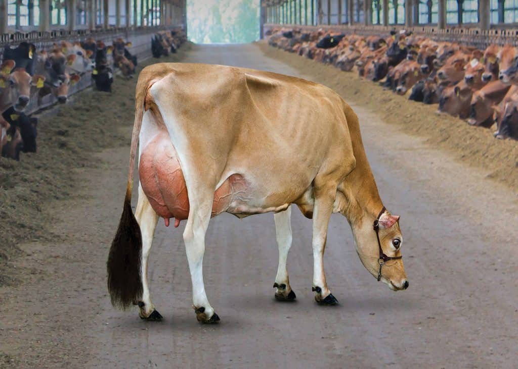 Photo of Jersey cow inside barn