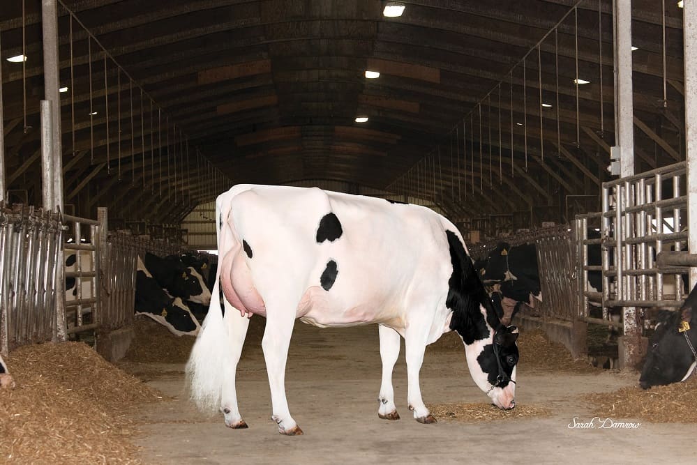 White dairy cow in barn