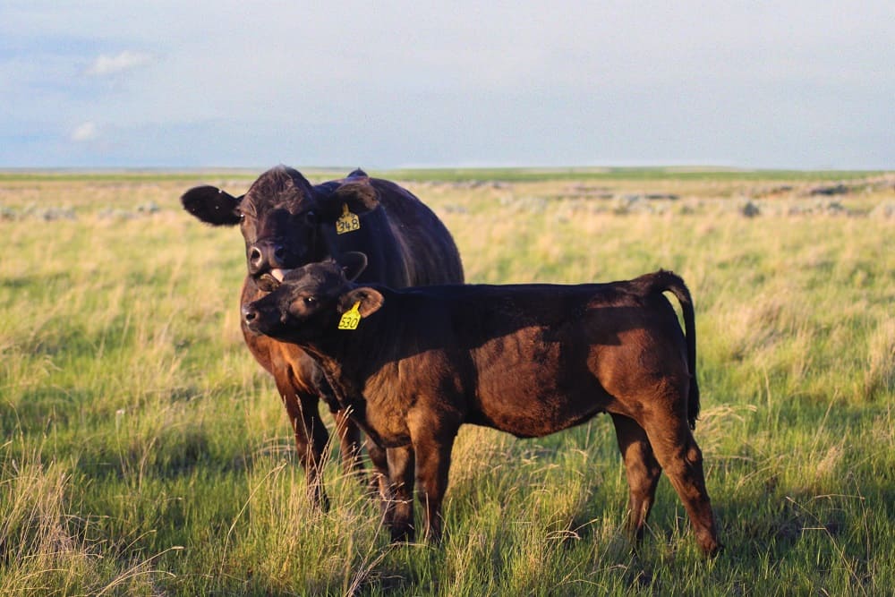 Black cow licking calf in pasture