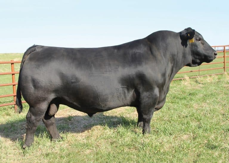 beef sire Archives - GENEX