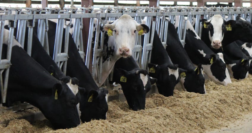dairy cows in a barn