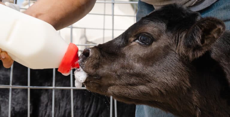 Black calf drinking high quality colostrum from a bottle