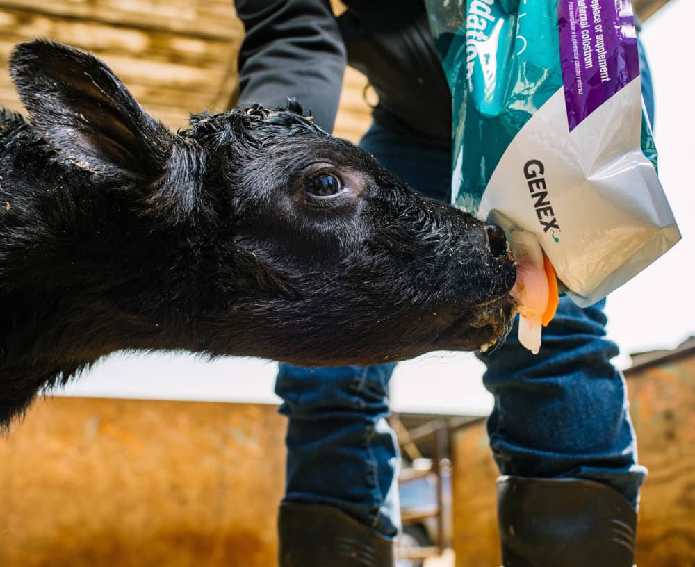 Black calf drinking Foundation 150 colostrum from a bag