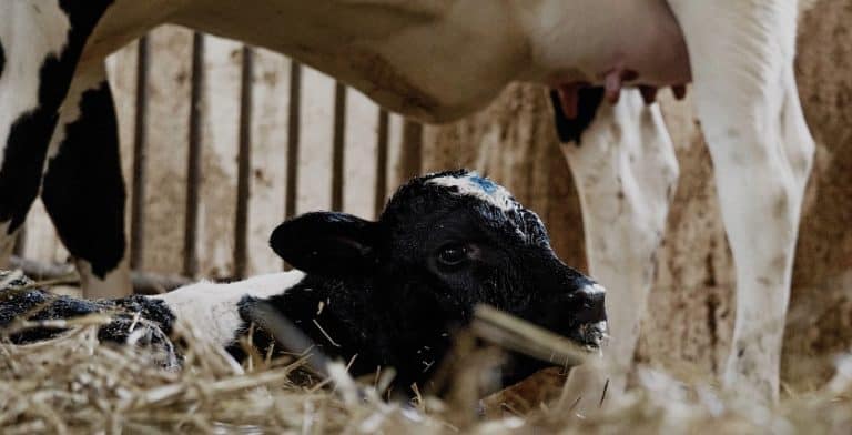 calf in straw under Holstein cow