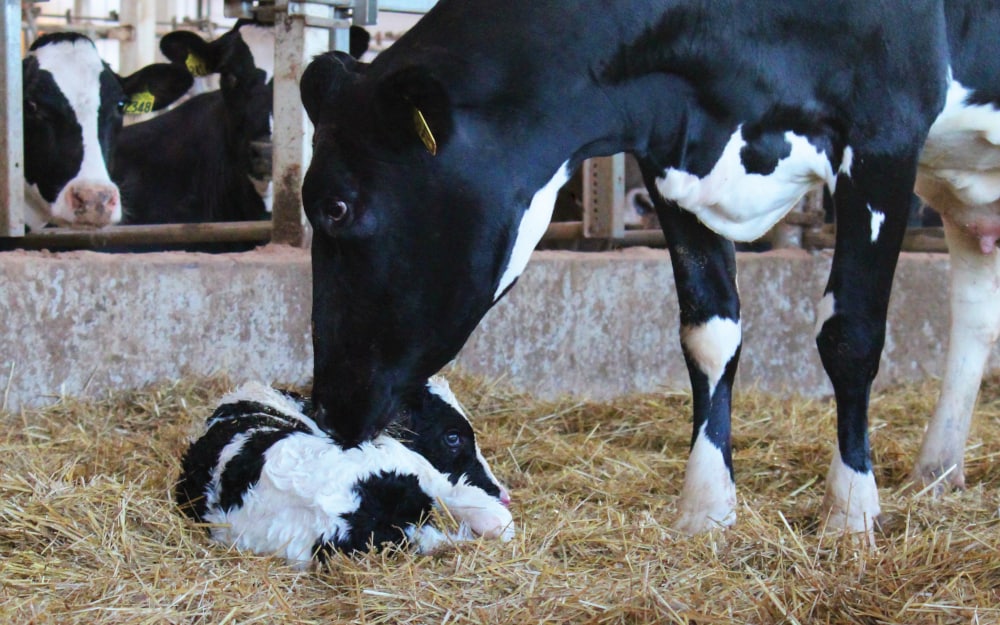 Holstein cow and newborn calf