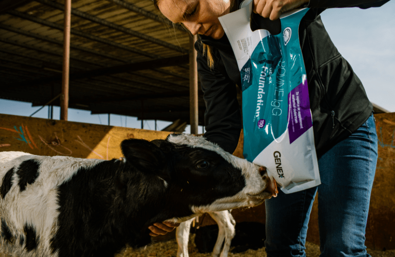 A woman feeding colostrum to a black and white dairy calf