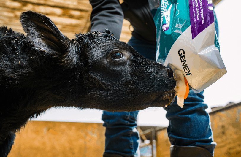 Black calf drinking colostrum from a bag