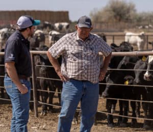 Two men talking in front of pen of beef cattle