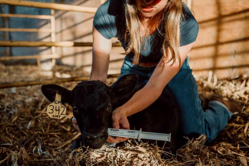 woman giving black calf an oral energy paste