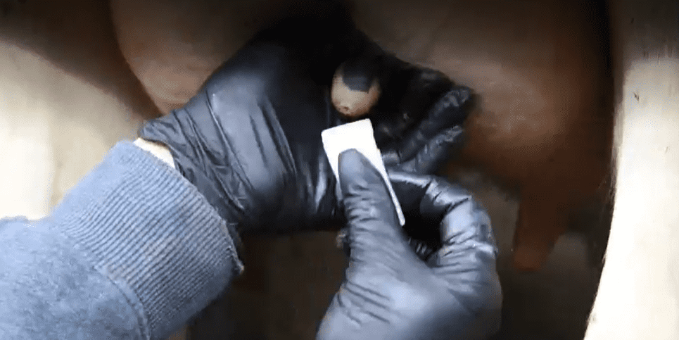 Cleaning a cow's teat end with an alcohol wipe
