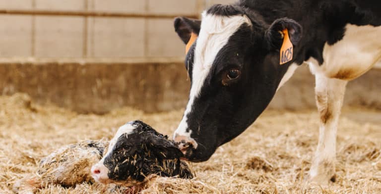 Holstein cow and calf