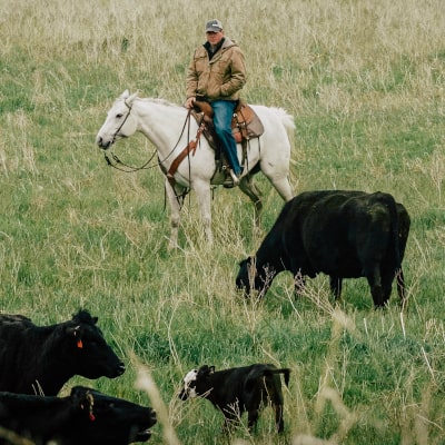 Rancher on horseback watching beef cows and calf on pasture