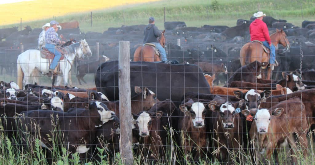 Beef calves with ranchers and cows in the background