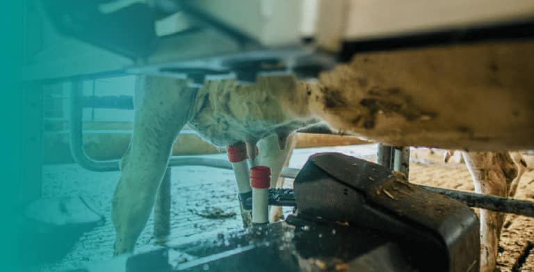 Dairy cow being milked in a robotic milking system