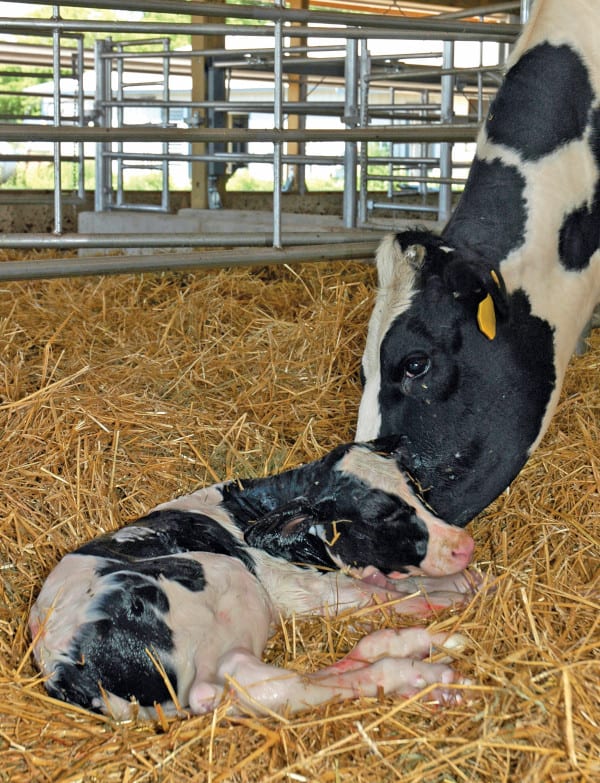 Newborn Holstein calf laying on straw