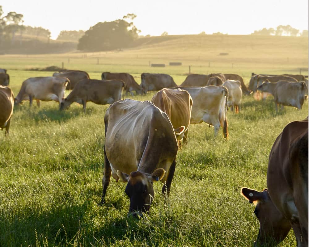 Jersey cows grazing on pasture in Australia