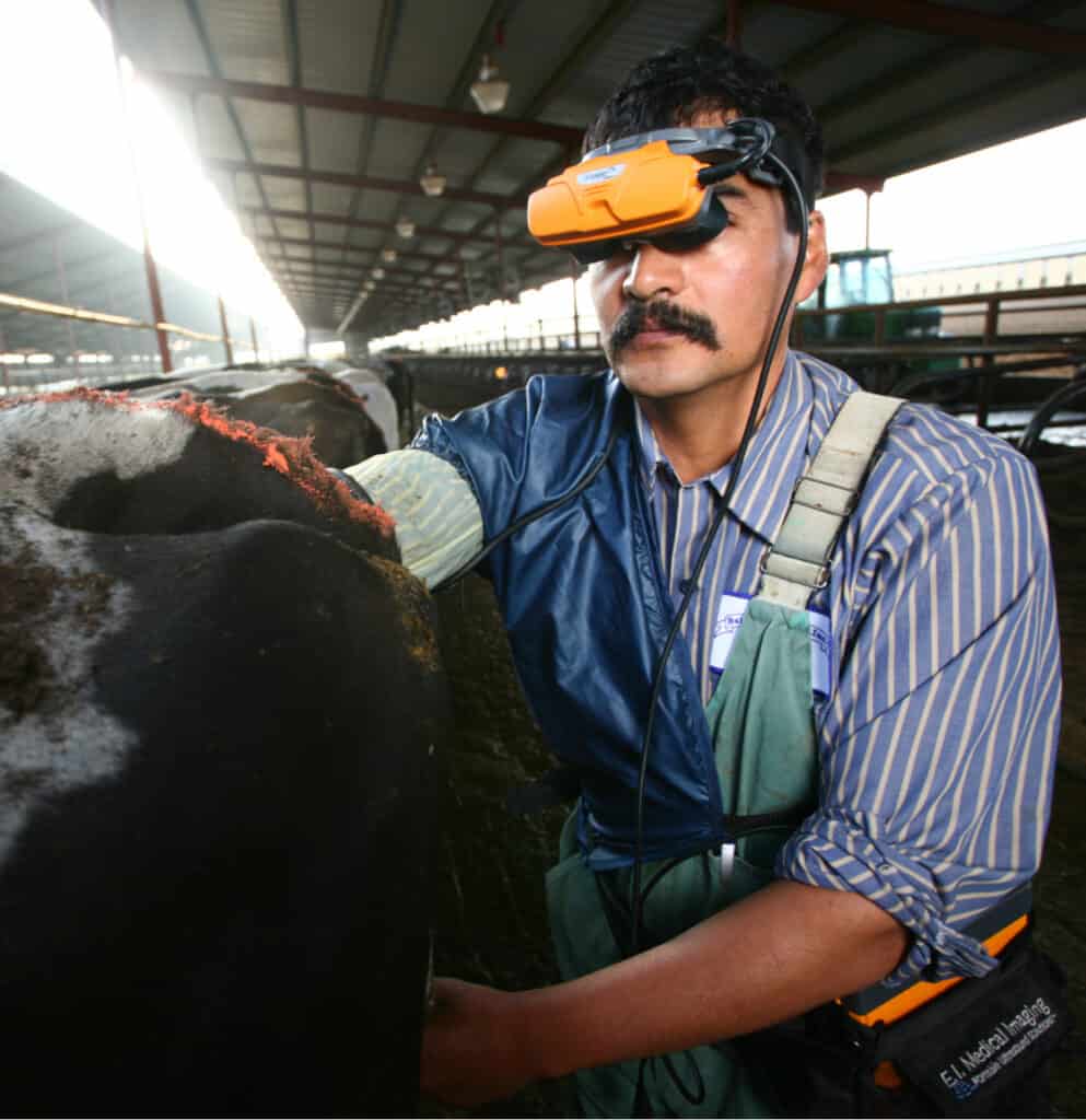 Man in a barn using dairy cattle ultrasound system