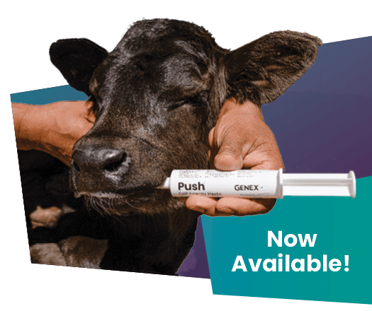 black calf with tube of energy paste