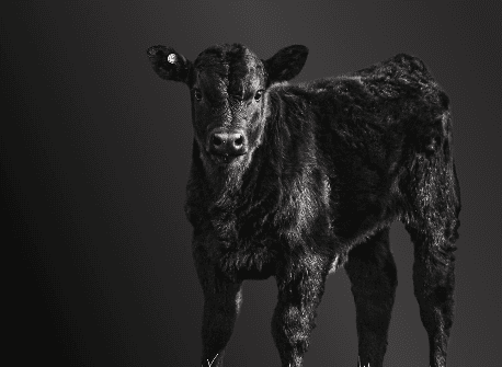 Feedwise邃 Onyx邃 Genex