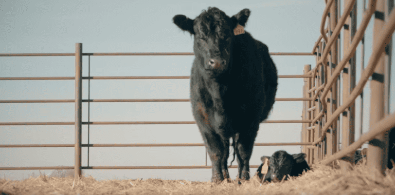 Black beef cow with black newborn calf laying on straw