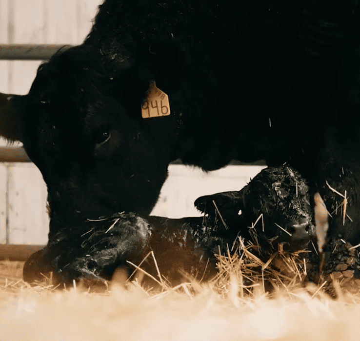 Black beef cow and wet calf