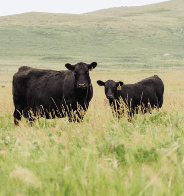 Black momma cow and her calf