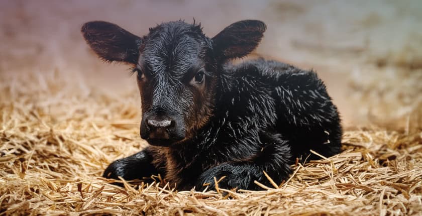 A black newborn calf that is the first FeedWise calf to be born