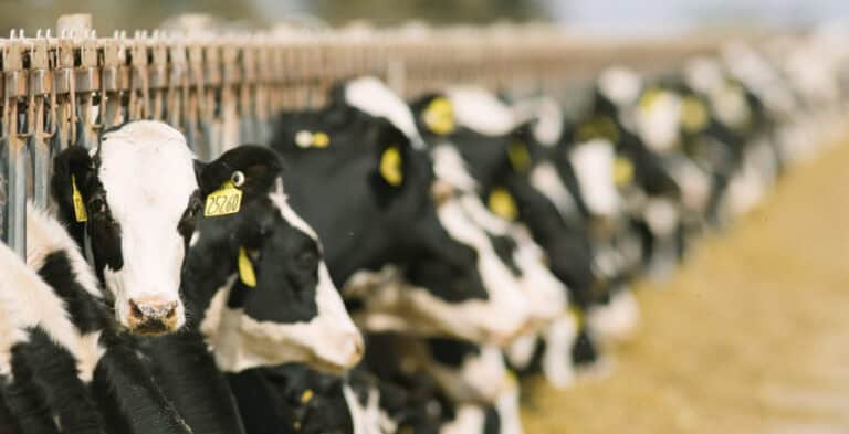 Holstein heifers at feed bunk