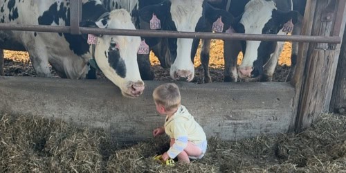 Child and cows