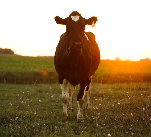 Holstein cow on pasture at Sipiorski Farm