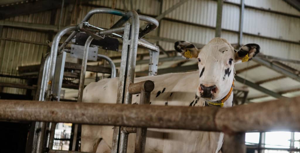 Holstein cow walking through a SmartSort sorting gate