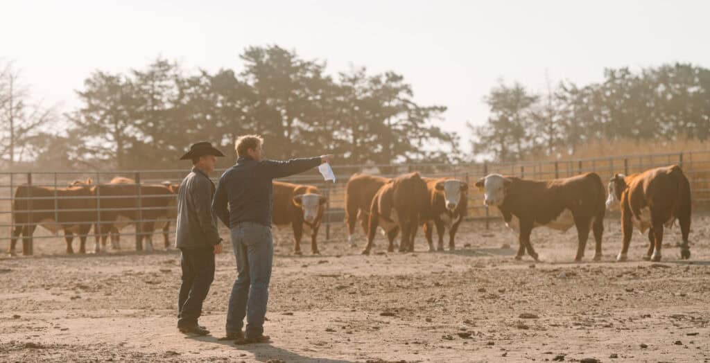 GENEX Beef Distributor of the Year Luke Kovarik looking at cattle with a beef producer