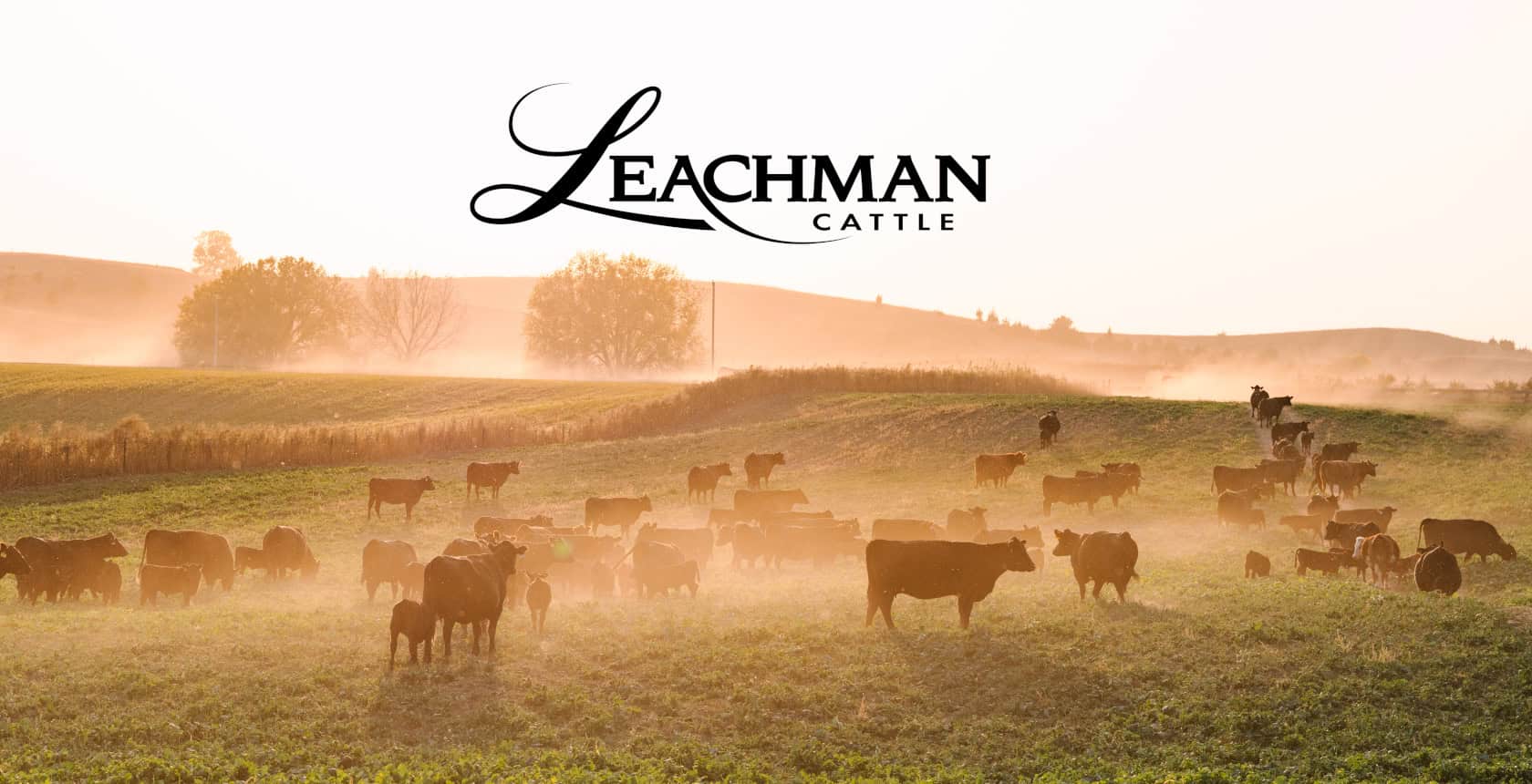 Black cattle grazing on pasture at sunset