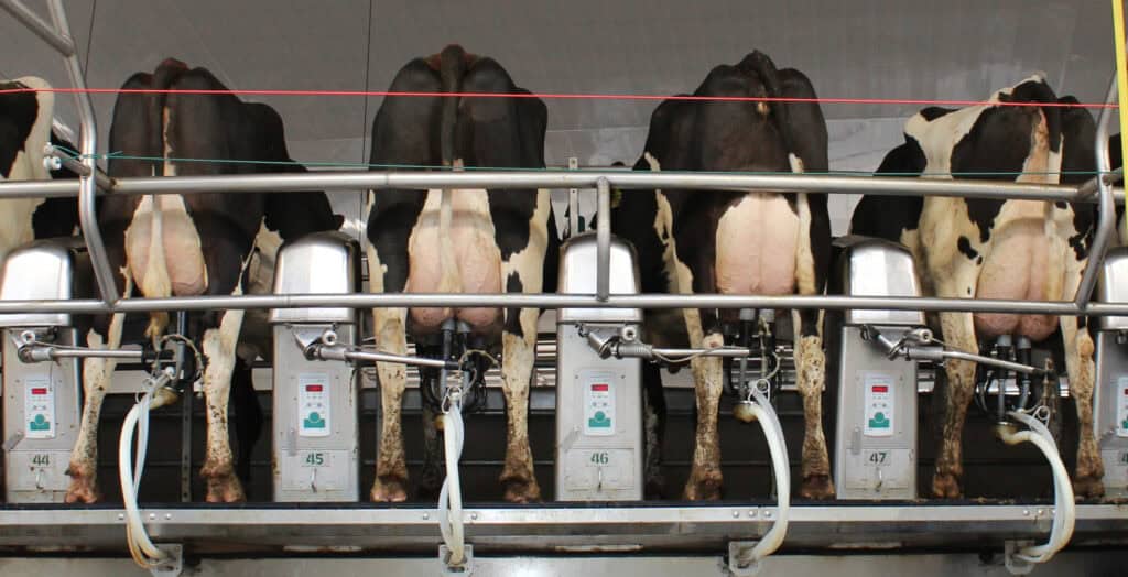 Cows in rotary milking parlor