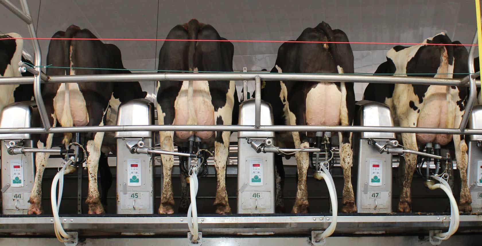 Cows in rotary milking parlor