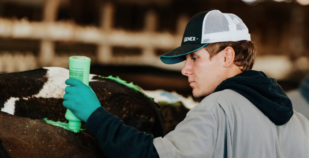GENEX technician tail painting a cow for heat detection