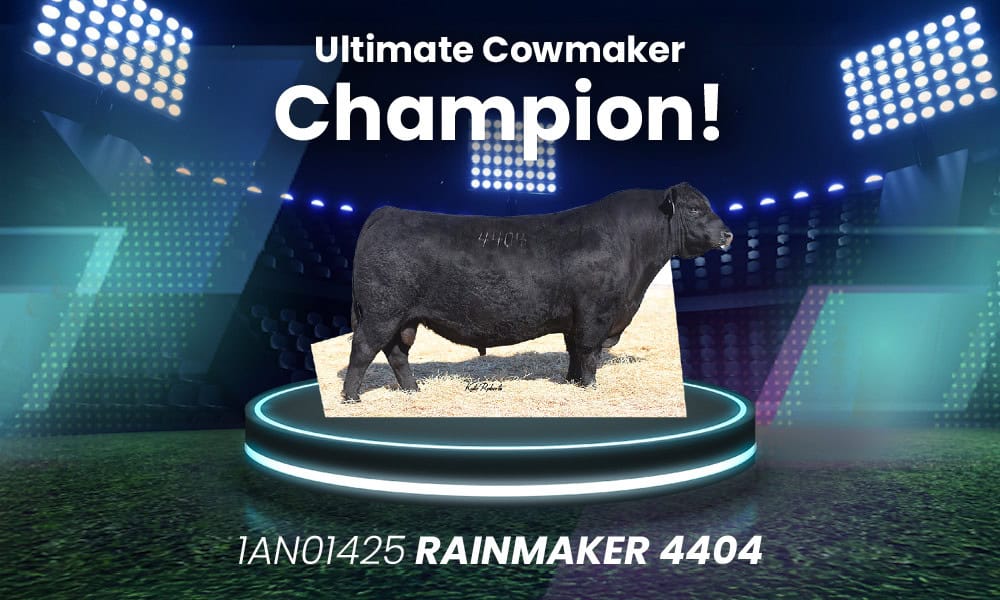 1AN01425 RAINMAKER 4404 pictured as the Ultimate Cowmaker Champion