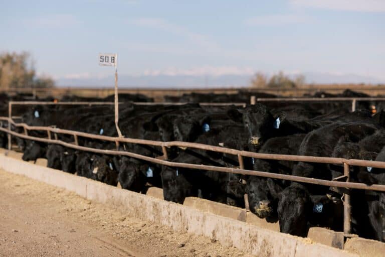 Stabilizer Feeder Cattle