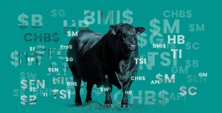 Beef bull with index names