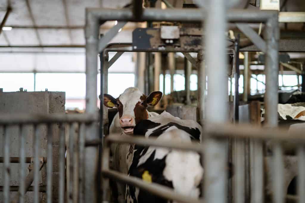 cows walking through sorting gate
