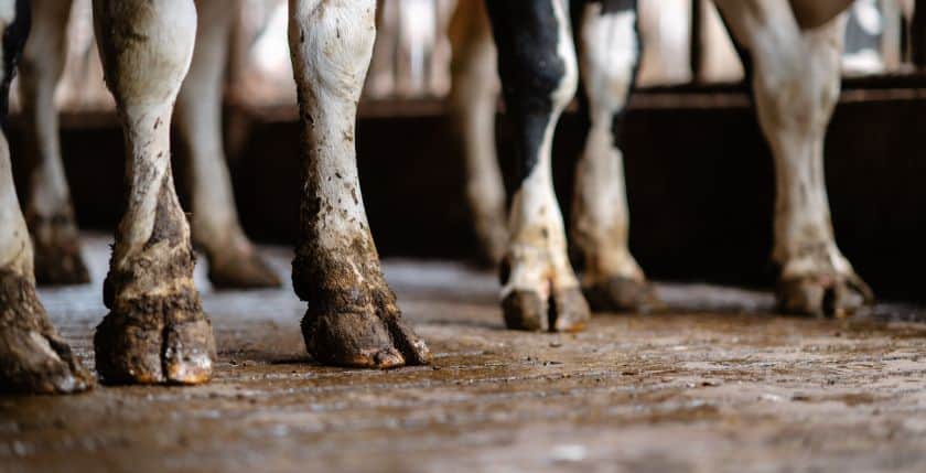 Holstein cow feet and legs