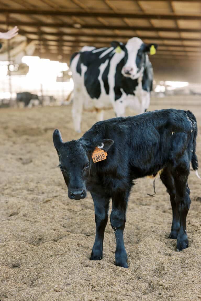 Black calf with Holstein dam
