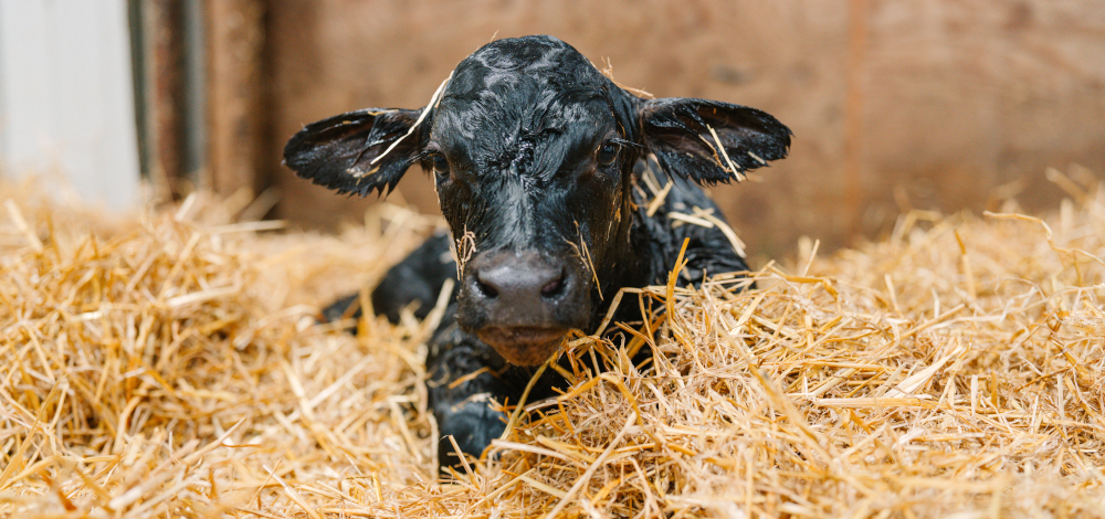Newborn beef-on-dairy calf resting in fresh straw bedding shortly after birth.