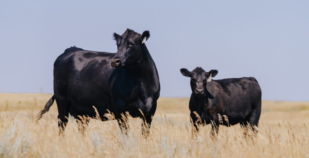 Black beef cow and calf standing in a pasture during weaning season.