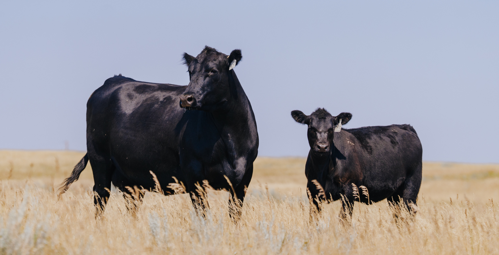 Black beef cow and calf standing in a pasture during weaning season.